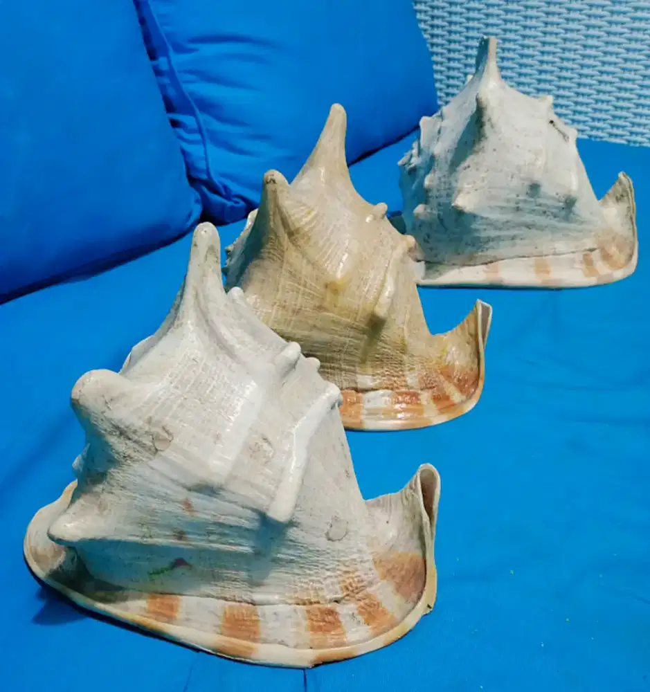 Hiasan cangkang siput jumbo