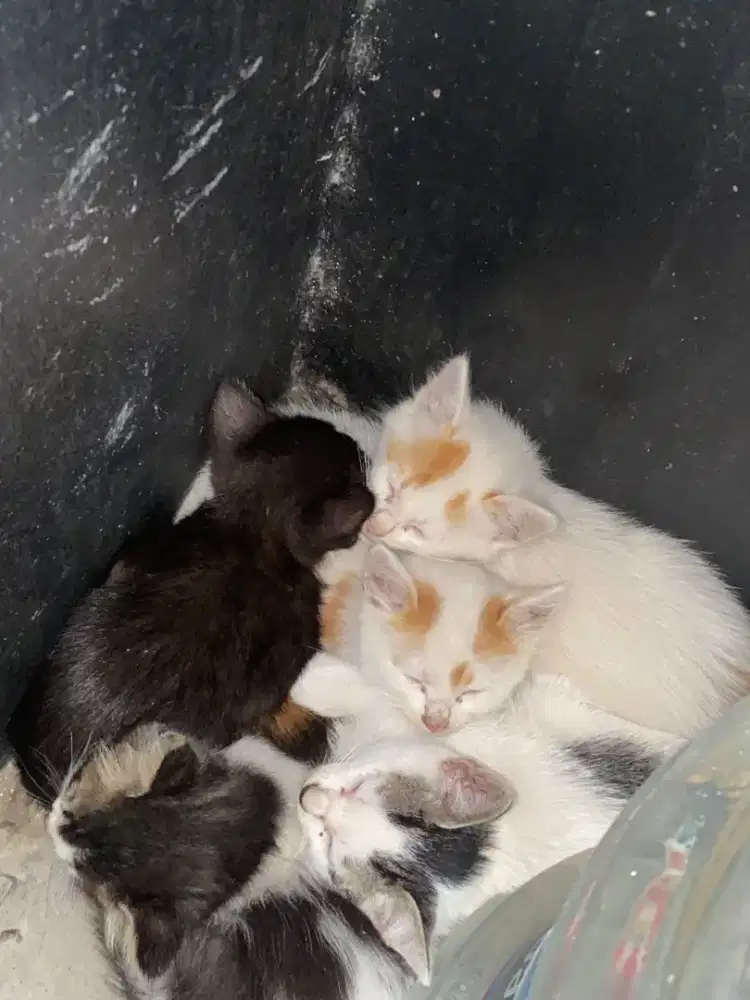 KUCING KITTEN GRATIS BAWA DI KOMPLEK PINUS REGENCY