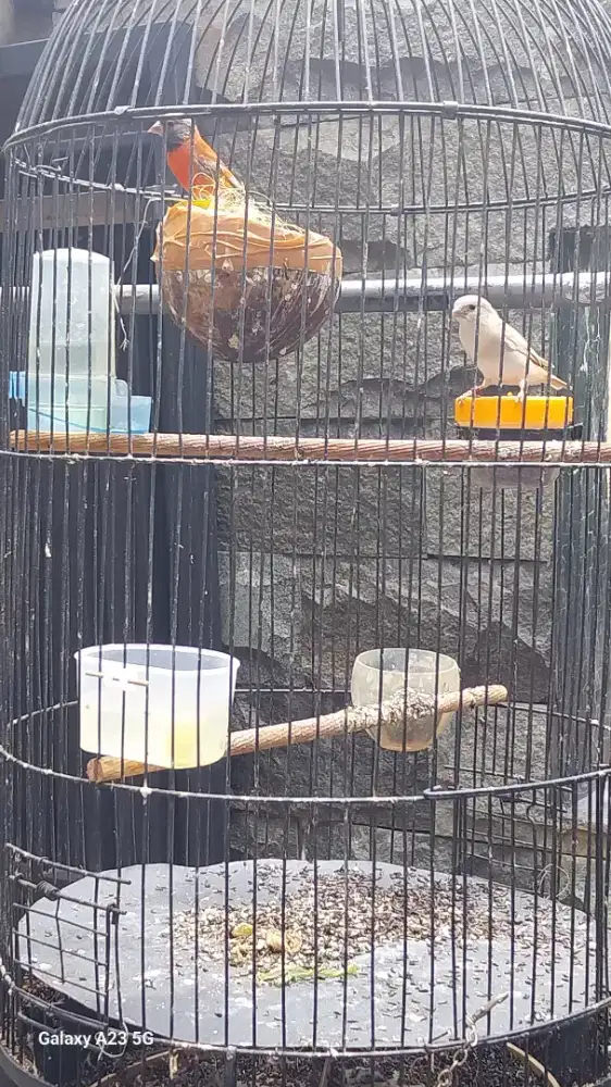 Resiskin DD betina x Dilute jantan