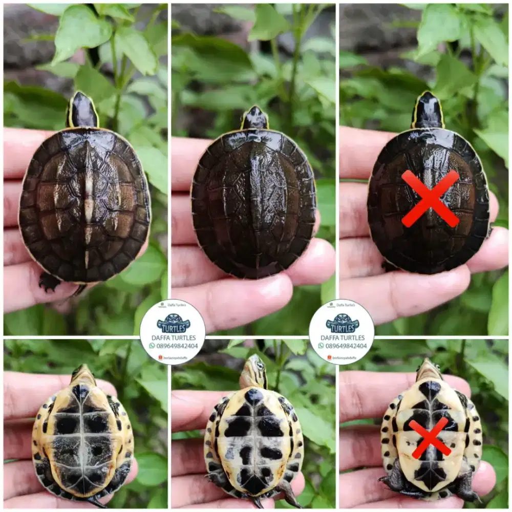 Kura kura baby ambon batok