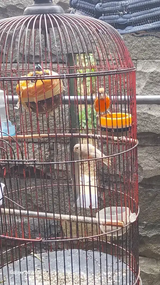 Burung Resiskin sepasang DD x DD Ori