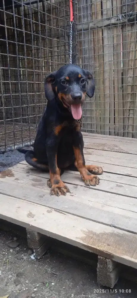 Rottweiler Betina non stbm  4Bln