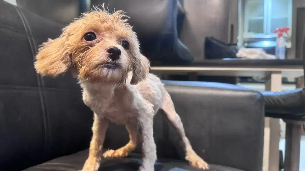 Anak anjing maltipo campur poodel