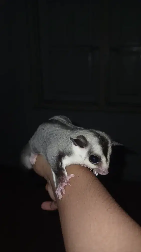 Sugar Glider joey