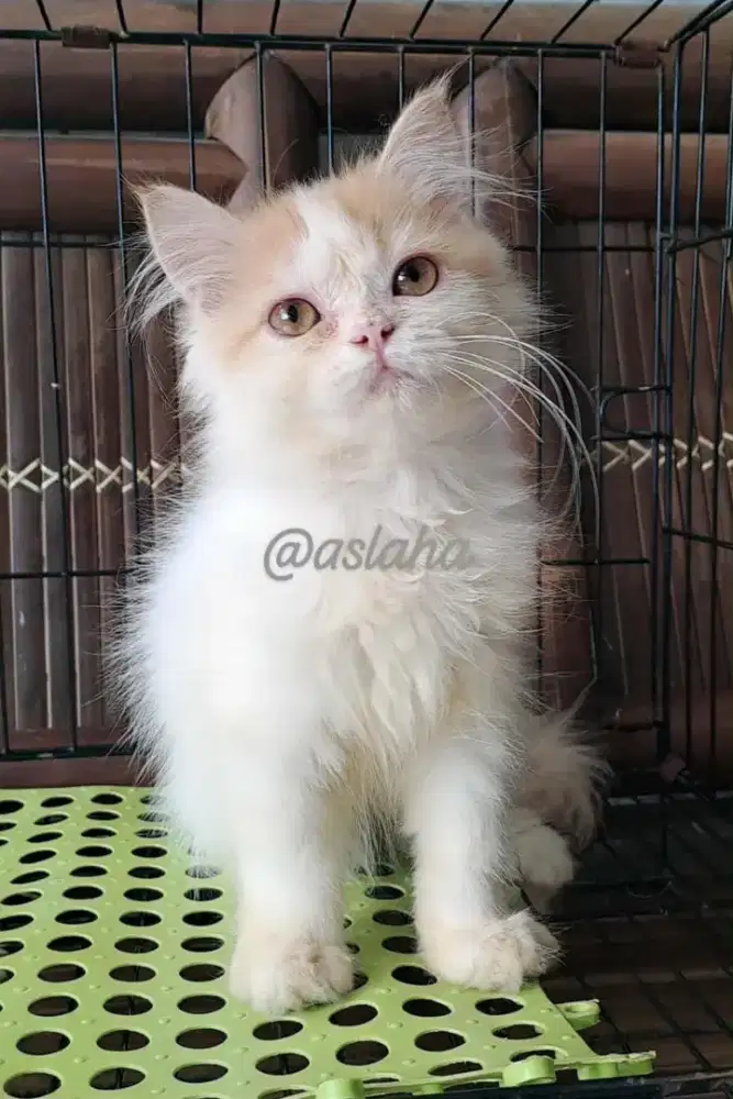 Anak kucing anggora/kitten persia betinal/kucing  persia  betina