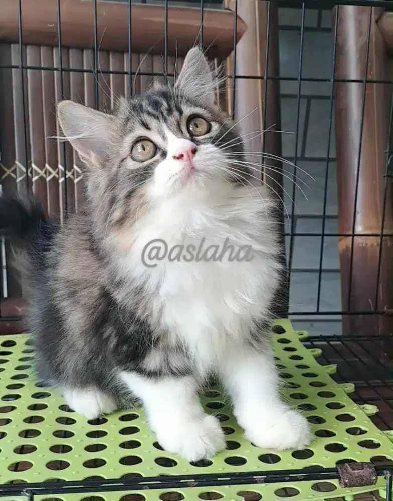 kucing anggora/ kitten persia jantan/kucing persia jantan