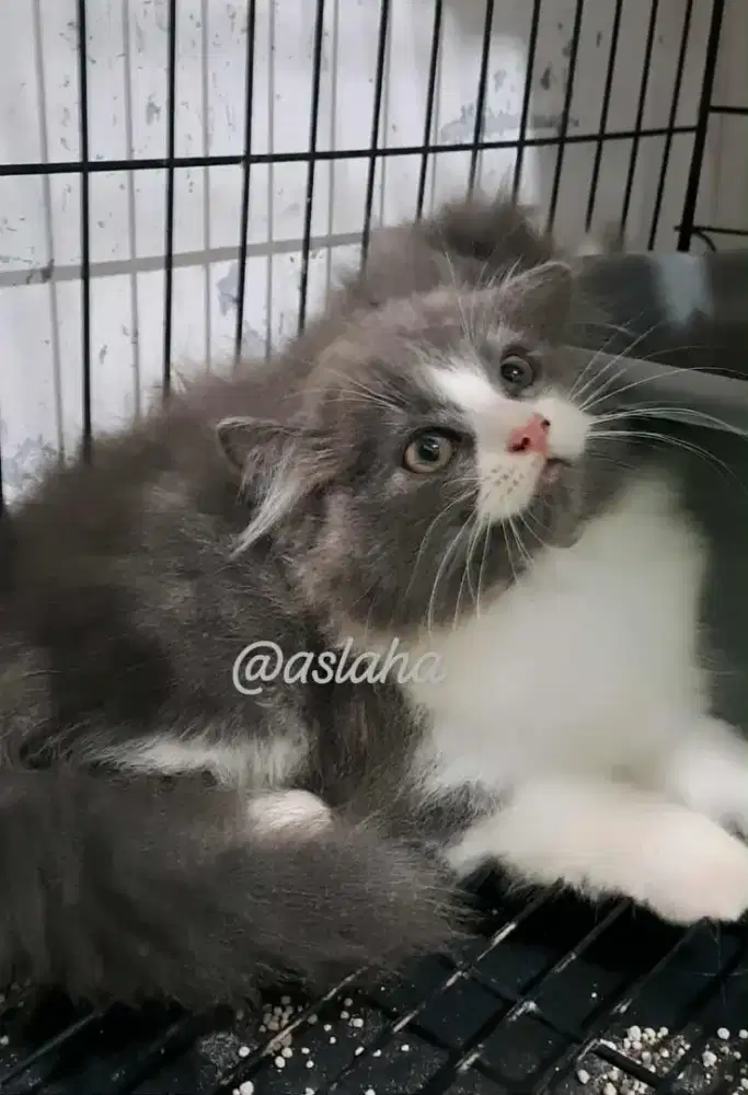 Kucing anggora/kitten persia jantan/kucing persia jantan