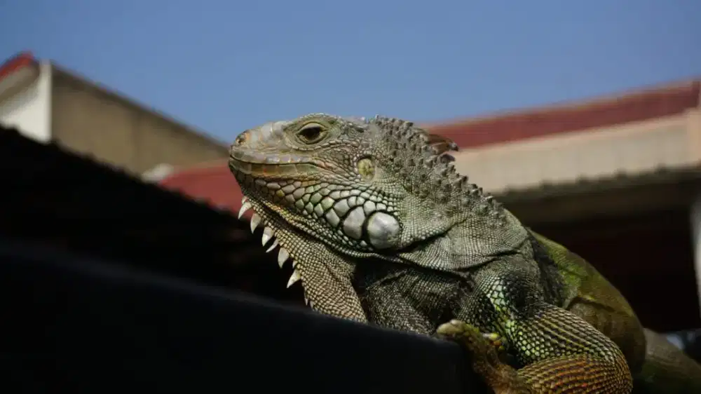 Iguana Hijau Meksiko / Amerika