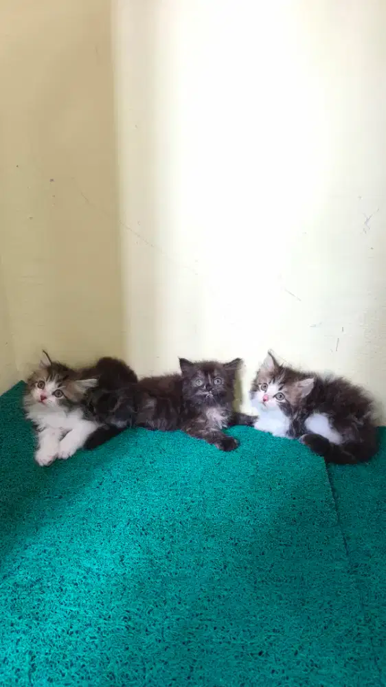Kucing persia kitten