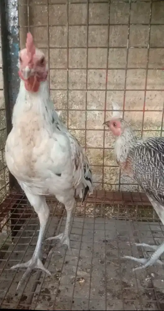 Sepasang Ayam Ketawa