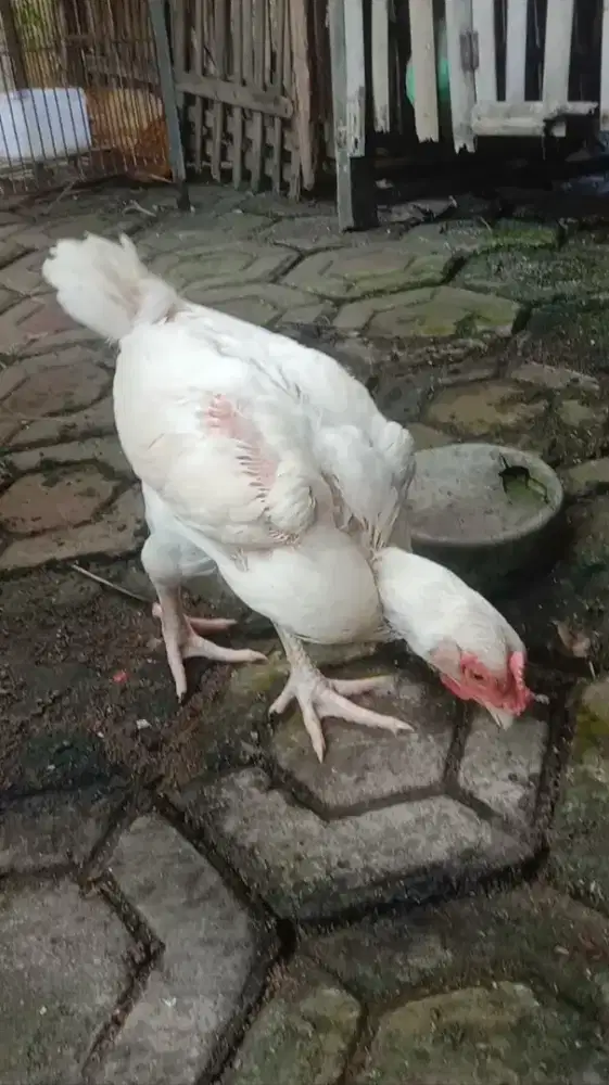 Ayam Pelung Putih Polos