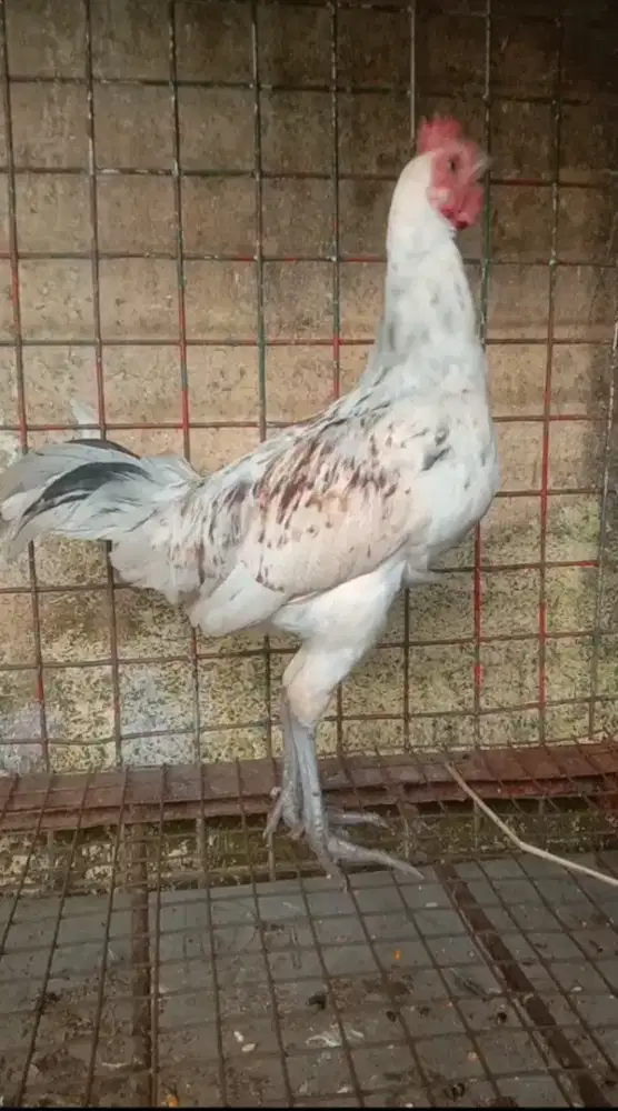 Ayam Ketawa Jantan