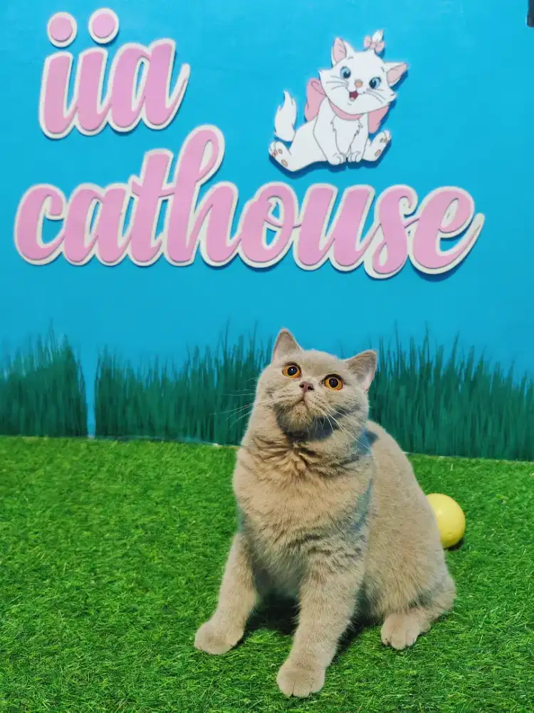 BSH Lilac Line Ped Betina British Short Hair