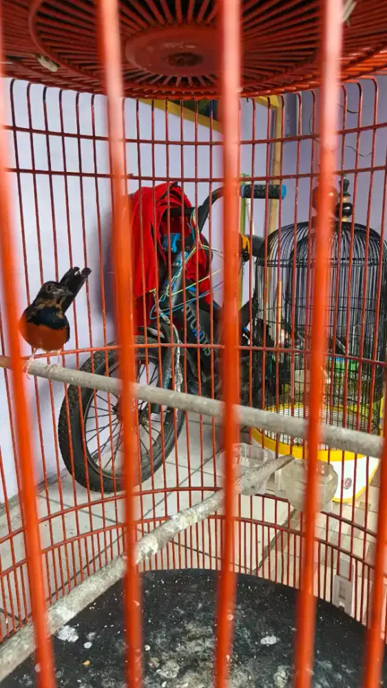 Burung murai batu