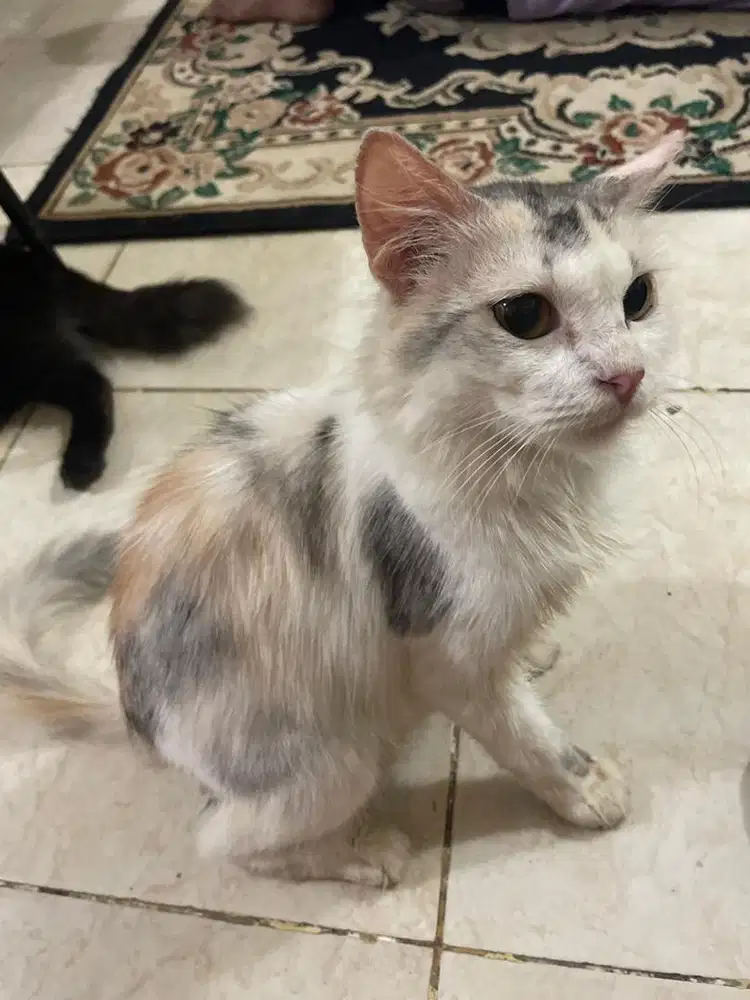 Ibah kucing persia anggora