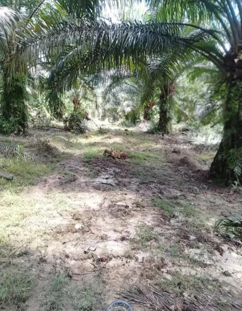 Loker Perkebunan Kelapa Sawit