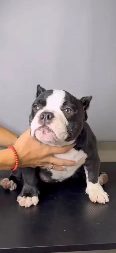 American Bully Micro Exotic Betina 11 Bulan