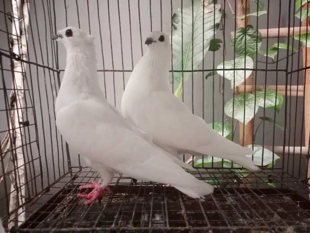 Merpati Endemik Putih Sejodoh