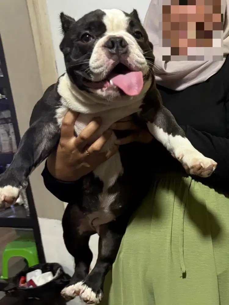 American Bully Micro Exotic Betina 11 Bulan