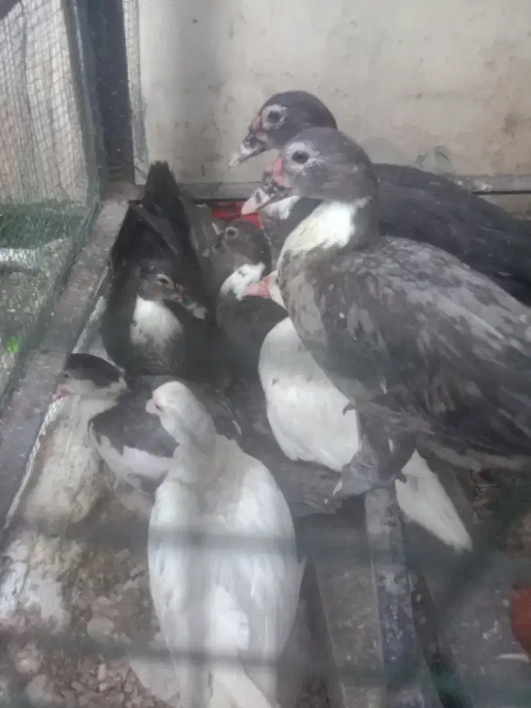 JUAL CEPAT ENTOK 8 EKOR 1JANTAN 7BETINA