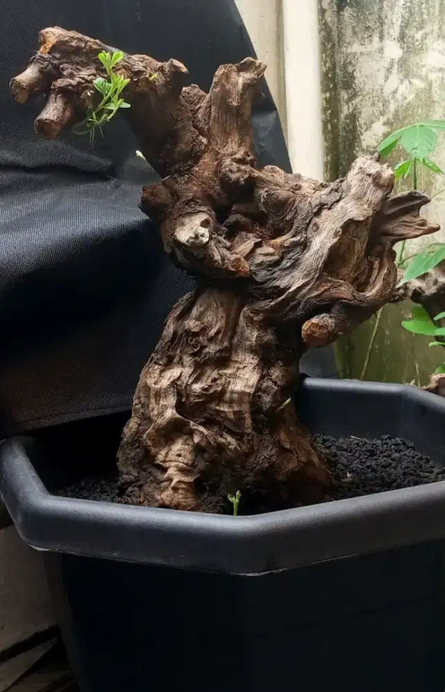 Bonsai Bidara fosilan