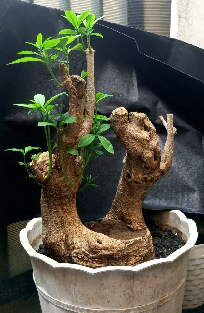 Bonsai pule micro