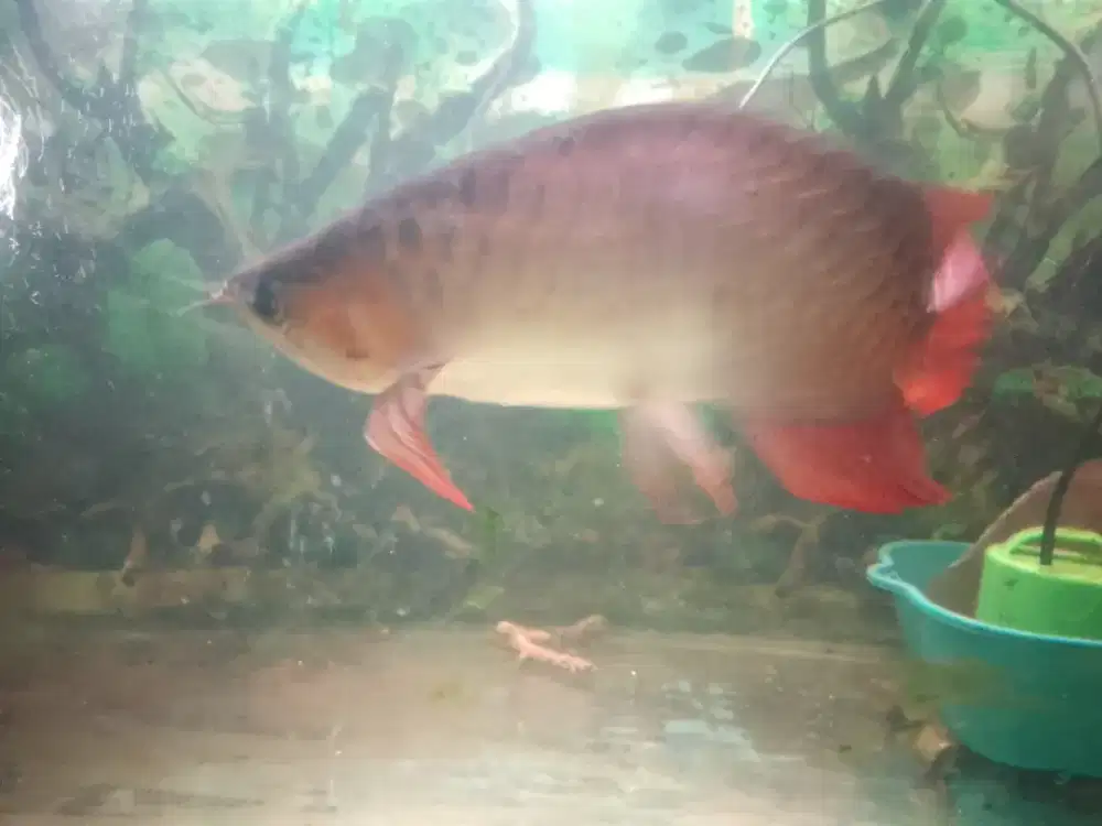 Arwana Super Red 37-38cm murah