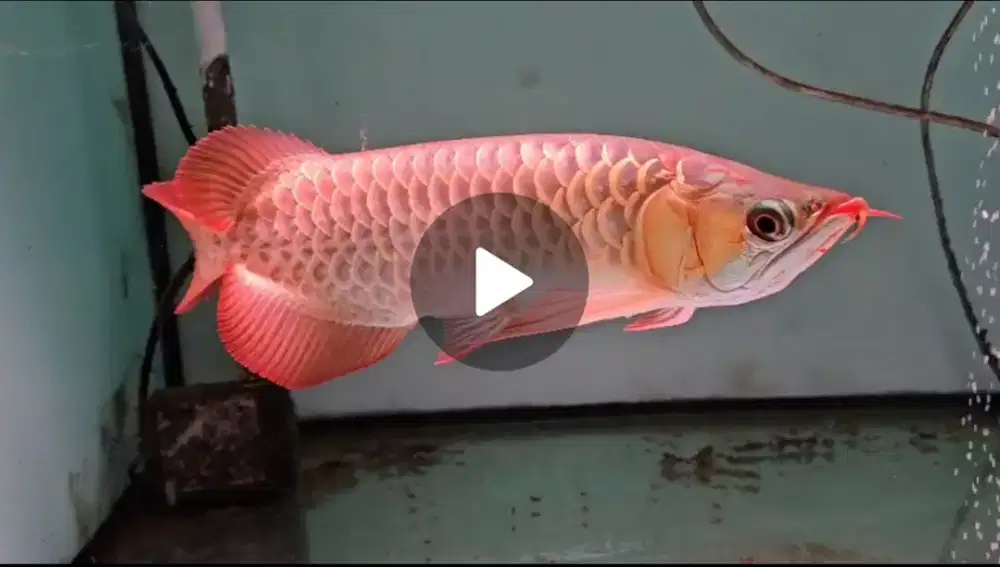 Arwana Super Red
