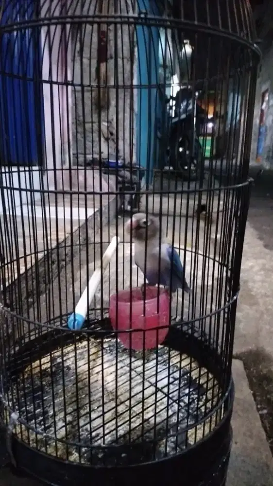 Burung lb dan kandang fs