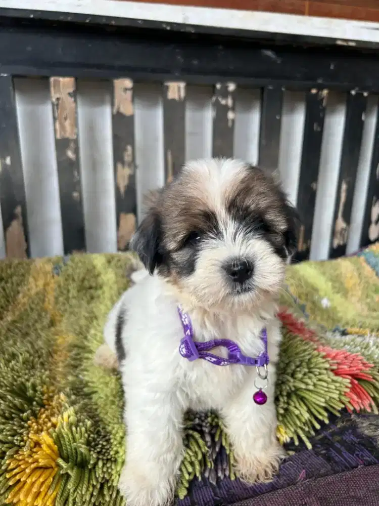 #shintzhu pupy jantan 3bulan