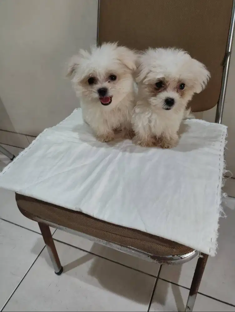 Jual Dua Anakan Maltese Jantan