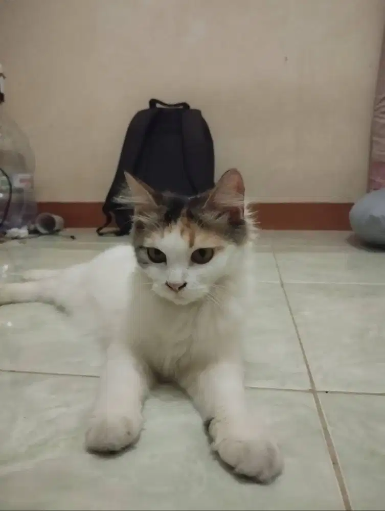 kucing anggora 1 tahun + kandang