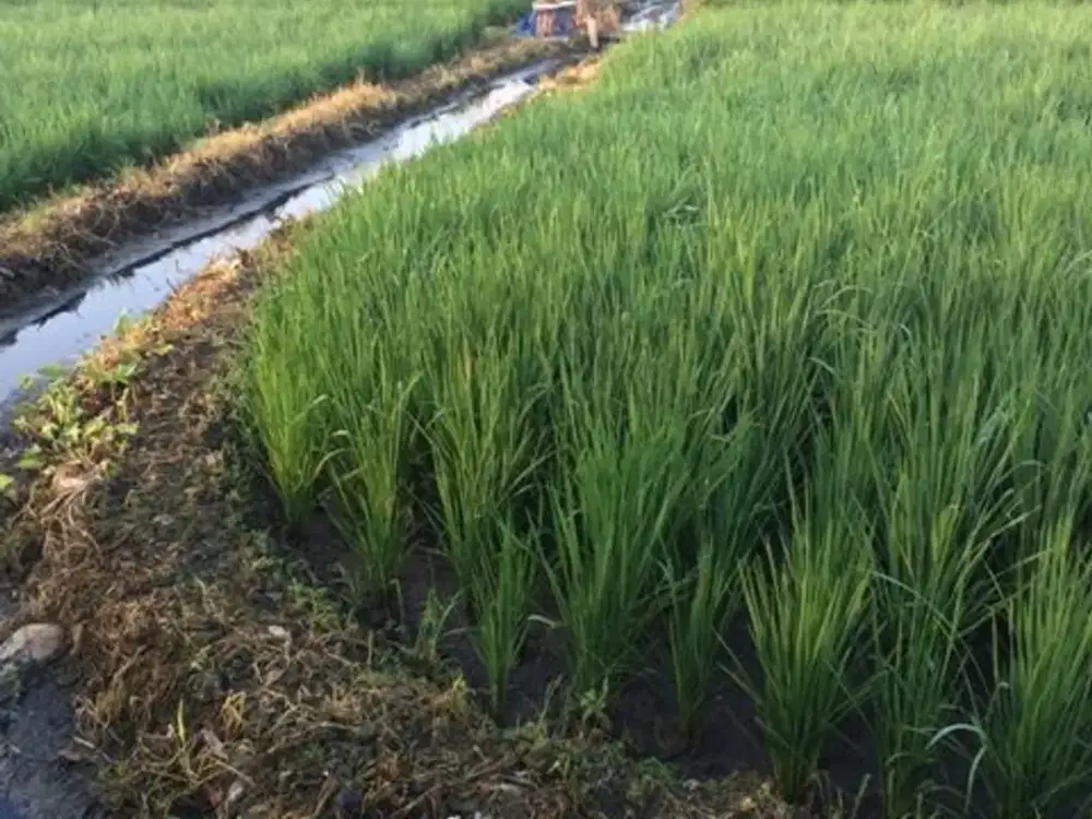 Dijual Tanah Strategis Dekat Bunderan Taman Kota Madiun