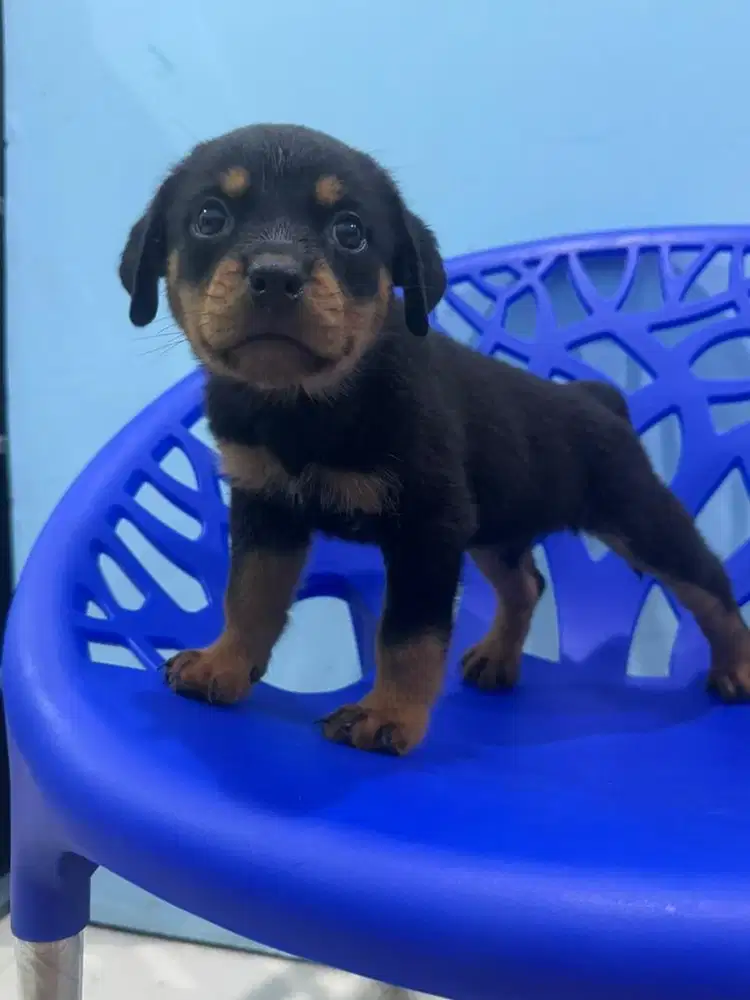 Rottweiler Puppy Female Stamboom, Vaccine