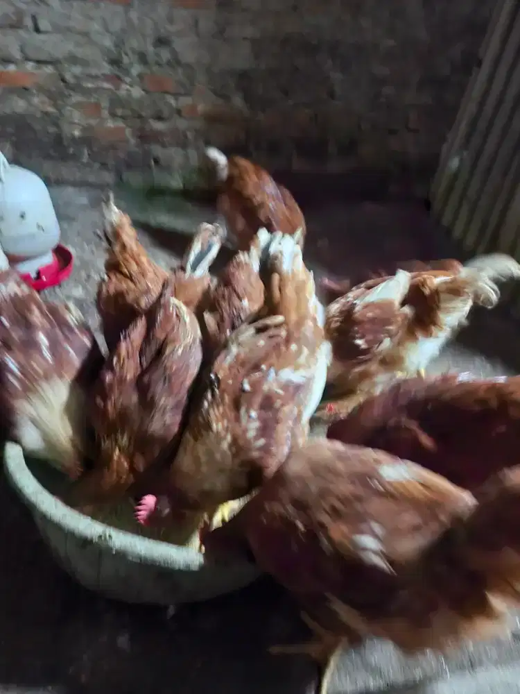 Ayam layer petelur umur 3 bulan lebih