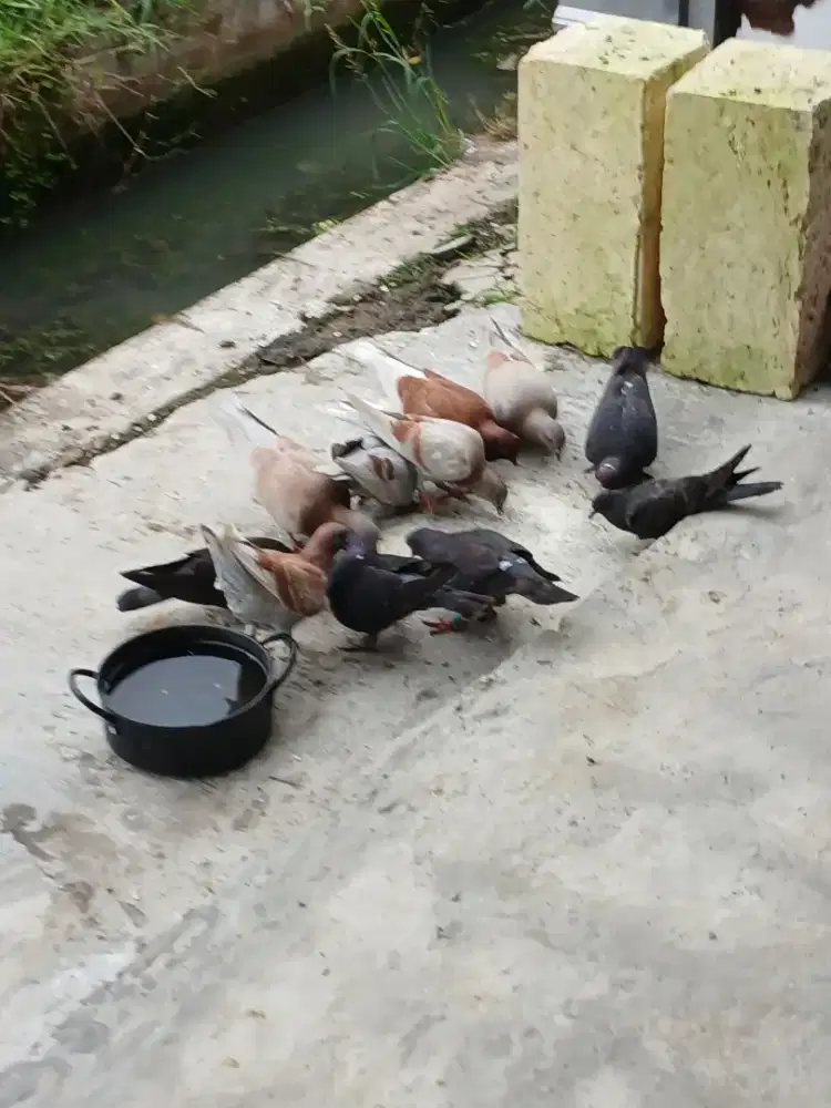 Dijual borongan merpati 12 ekor ples 4 kandang