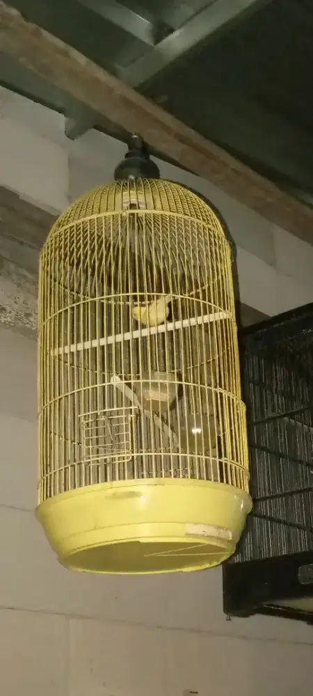 Kenari betina + kandang