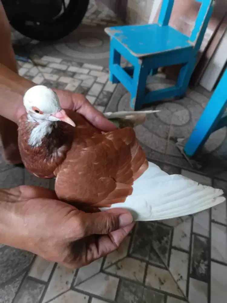 BURUNG DARA SEPSANG + ANAKAN JANTAN