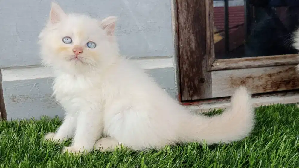 Persia jantan red point