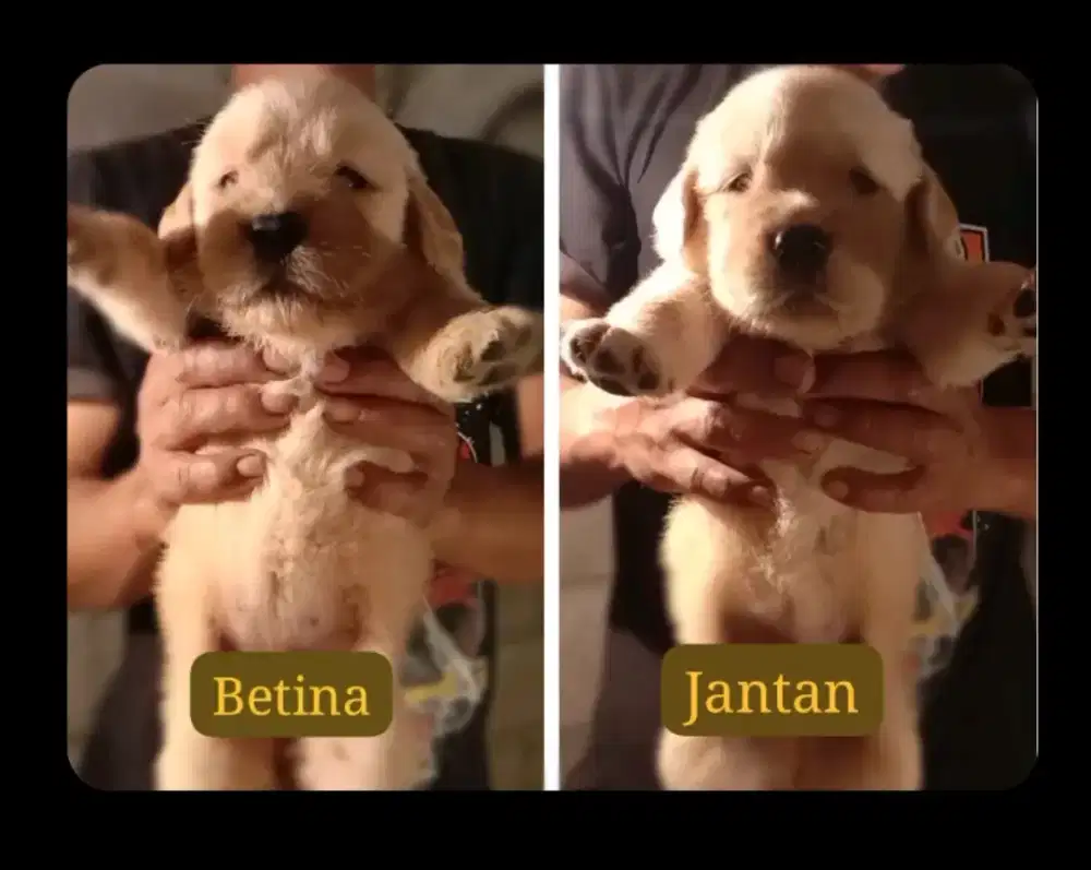 Golden Retriever Murah Bagus Stb Vaksin