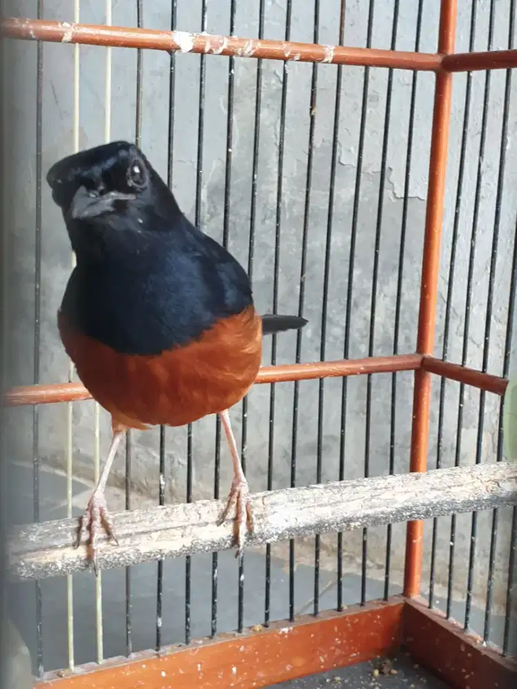 Murai Hutan Lokal mapan