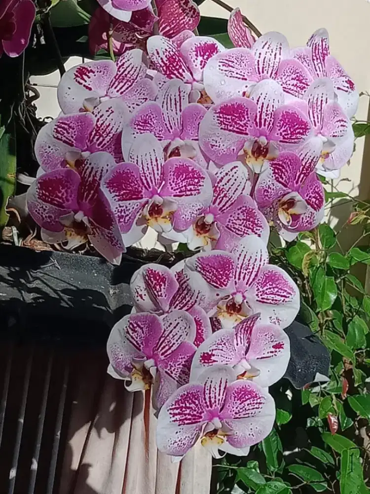 DICARI ART PULANG PERGI JAGA ANAK 2THN