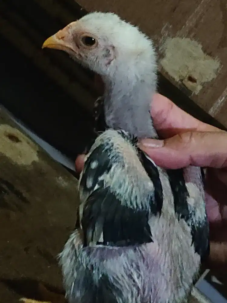 Anakan shamo jepang cross khoyngon