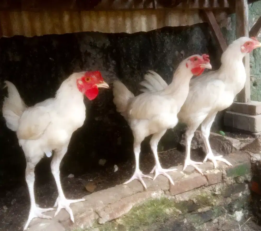 AYAM PELUNG PUTIH