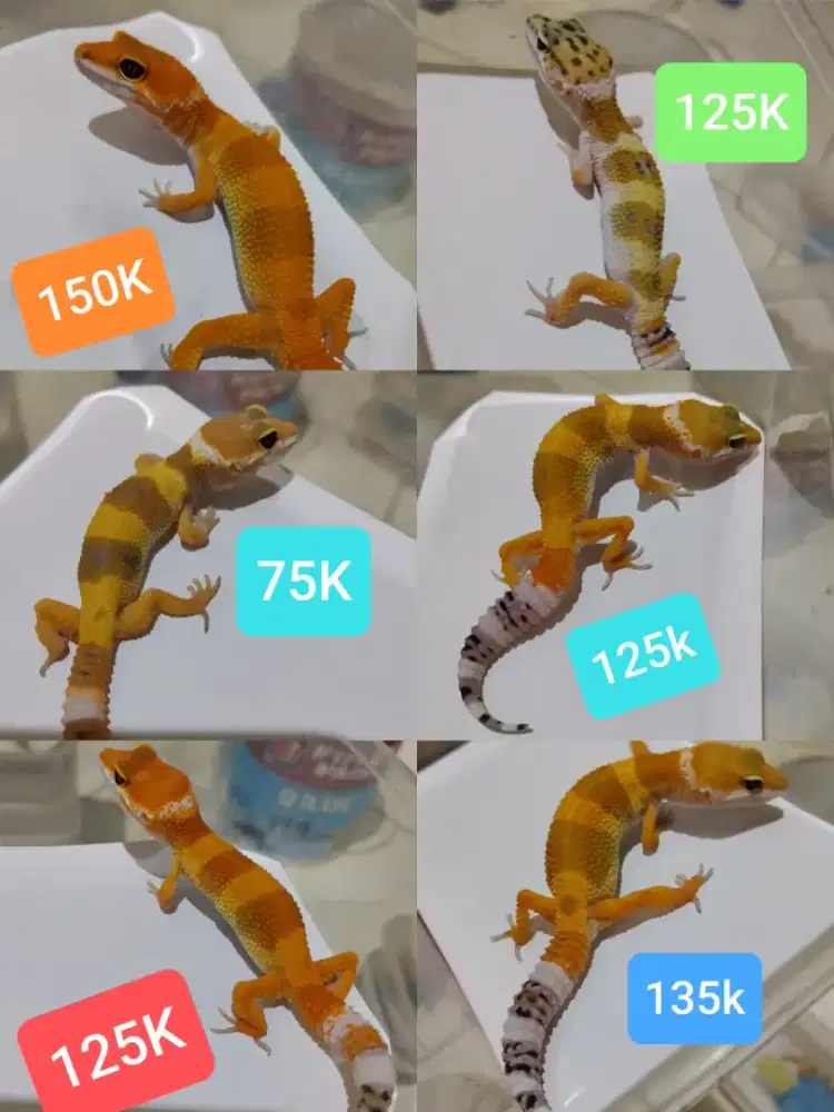 Leopard gecko borongan