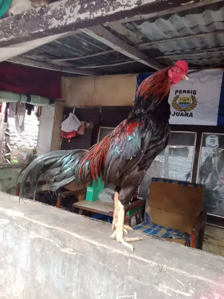 Ayam Bangkok jantan