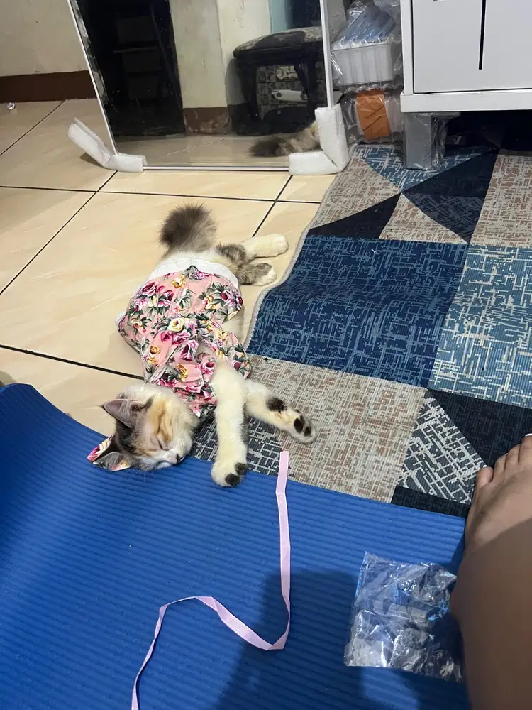 DiJual kucing anggora terawat