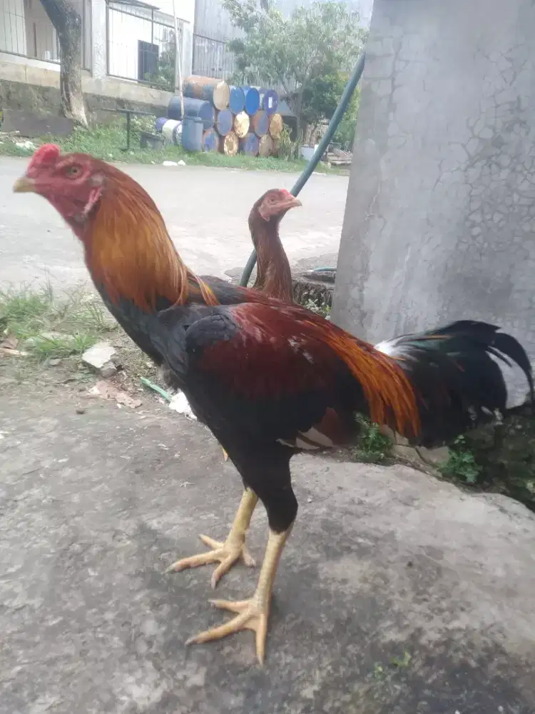 DIJUAL AYAM BANGKOK