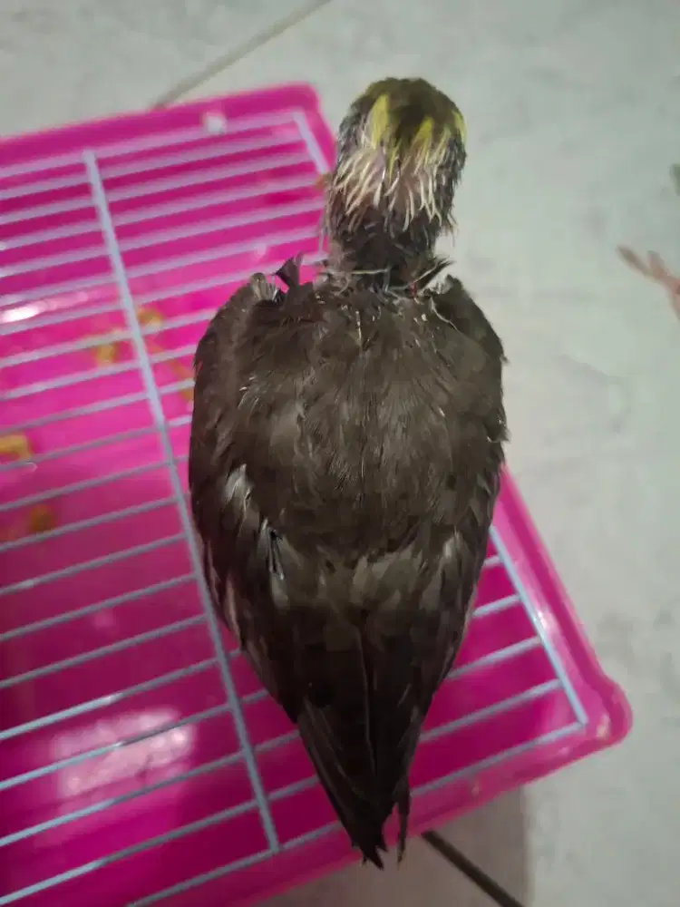 Burung falk / parkit australia