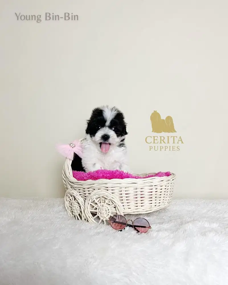 Dijual Anjing Maltipoo Party Color